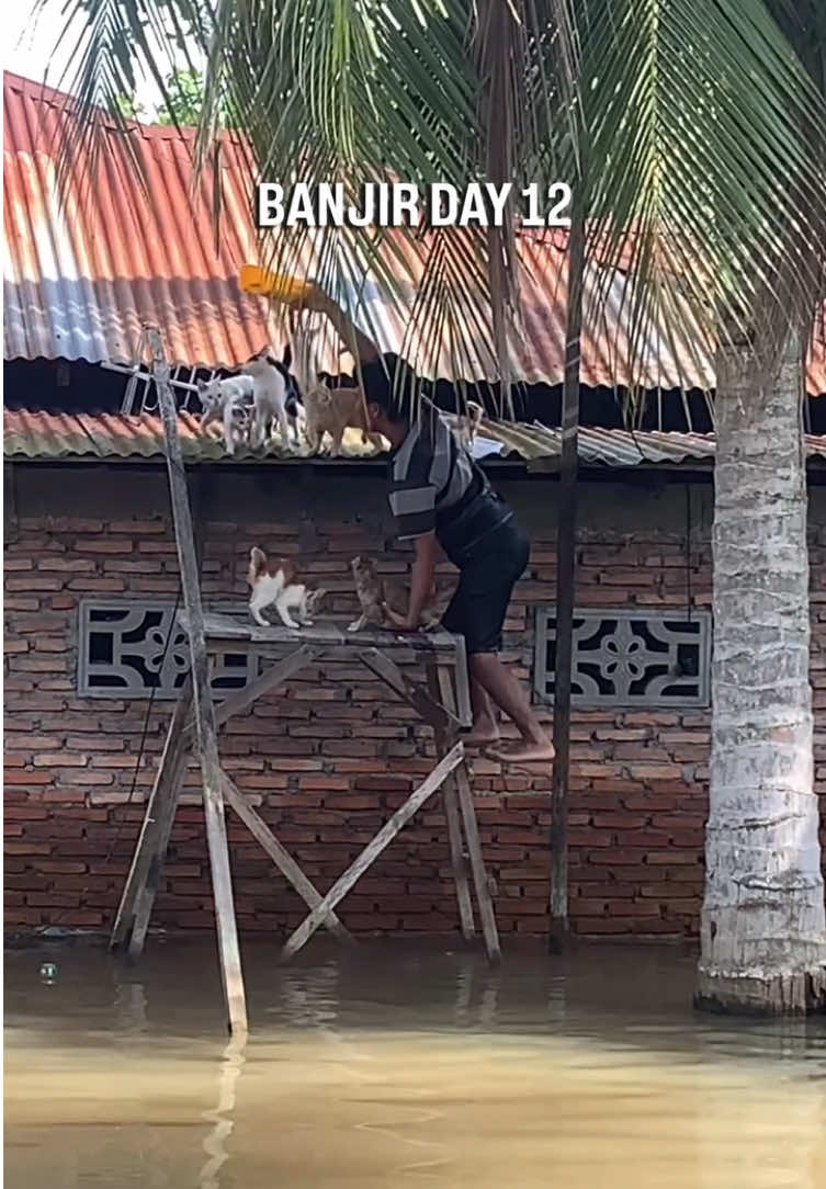 Belum bisa balik kerumah karna airnya masih dalam, bantu doanya ya teman”  #banjirtanjungpura #catlover 