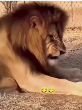 มื้อแรกmv✅ #สัตว์โลกน่ารัก #คลิปตลก #ฟีดดดシ 