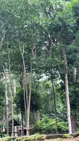 #mauiwowie @darrenespanto #meme #viralfypシforyoupage #fyp #trendingnow 