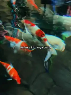 #CapCut #iwanfals #oi #fyppp #fypシ゚ 