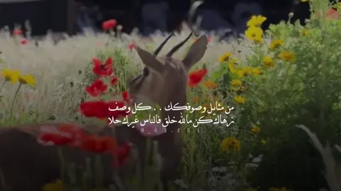 #اكسبلورexplore #fypシ 