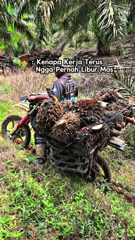 #sawitriau #kulisawitindonesia🇮🇩 #masukberandafyp #sawitontiktok🌴🌴 