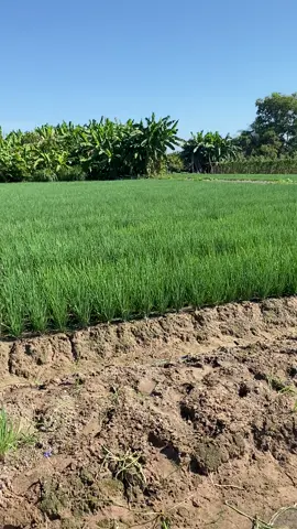 Vô mánh #hanhla mặt hàng quá hot 