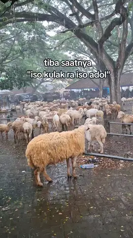 #fyp #peternakmuda #peternak #pasarhewan #fyppppppppppppppppppppppp 