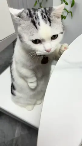 #tiinbenho #viral #xuhuong #pet #mèo 