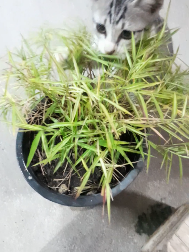 #แมวเหนือ #ทาสแมว  #แมวน้อย 