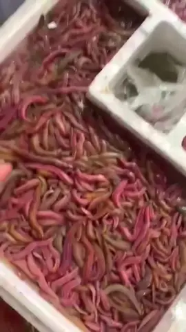 Đặc sản rươi tứ kì hải dương 🤗🤗🤗#rươianthanhtuky #mónănngon #mukbang  Bác nào ăn Ib e có gửi tỉnh nha🤗🤗