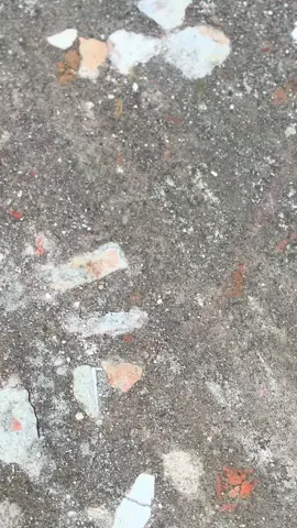 Whin yii @minzysukamachaa #vario125 #ring17style #variomodifikasi #foryou 