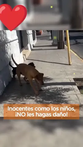 #❤️ #tiktok #perrito #angel #parati