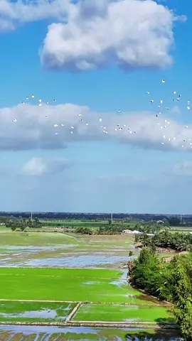 Sóc Trăng củ nay là Cần Thơ rồi #PhongCảnh #ThiênNhiên #MiềnQuê #CánhĐồng #phonglan 