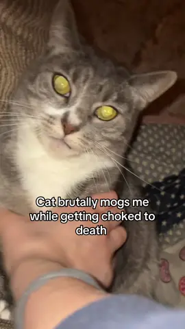 #mog #mogged #funny #fyp 