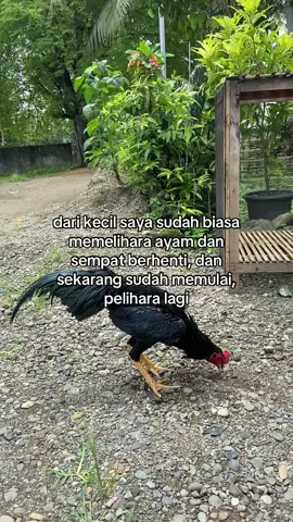 #welcomeback #bangkokasli #pakhoyfullbrakot 