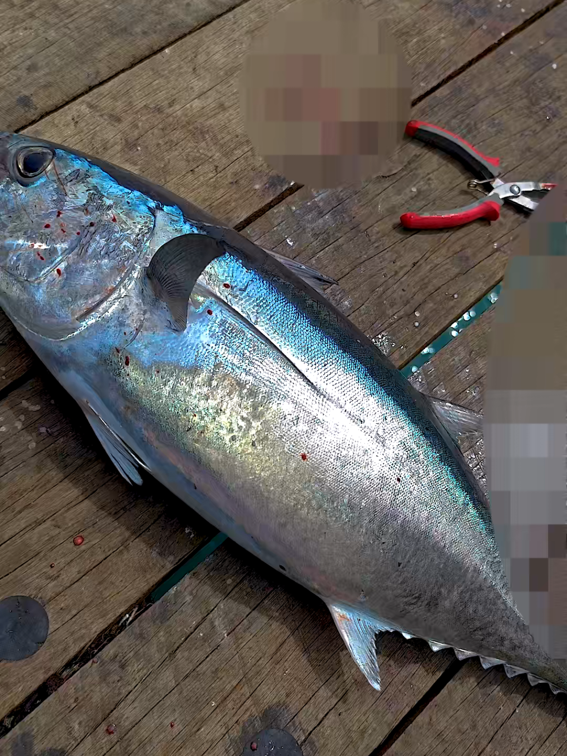 This fishing session Was unreal. Landbased fishing at its peak! #fishing #australia 