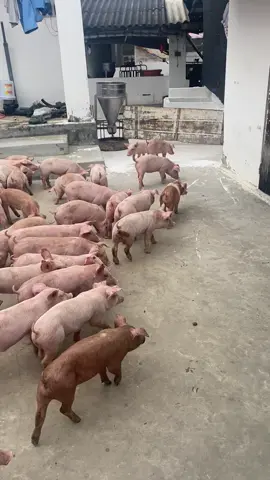 Hàng chuẩn bị cho năm mới #channuoiheo 