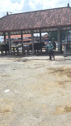 #fyf sapi bali  jombo siap berangkat mama kota# #wani fram#