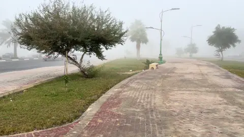 ضباب الاحساء اليوم 😍❤️❤️❤️ #الاحساء #fyp 