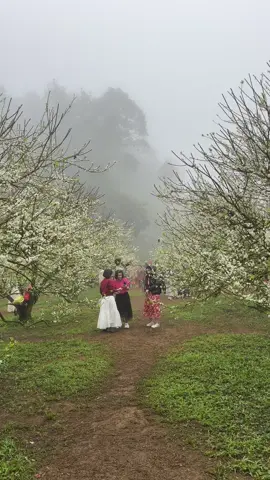 Cập nhật trực tiếp tại Vườn Hoa Mận Mộc Châu ngày 07/12 #hoaman #hoamanmocchau #banmocfarm #dulichmocchau #mocchau 