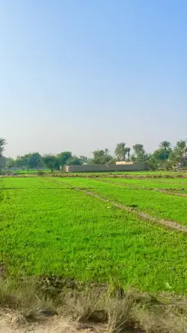 گاؤں کی خوبصورتی#desi #villge @Rahat Amir 