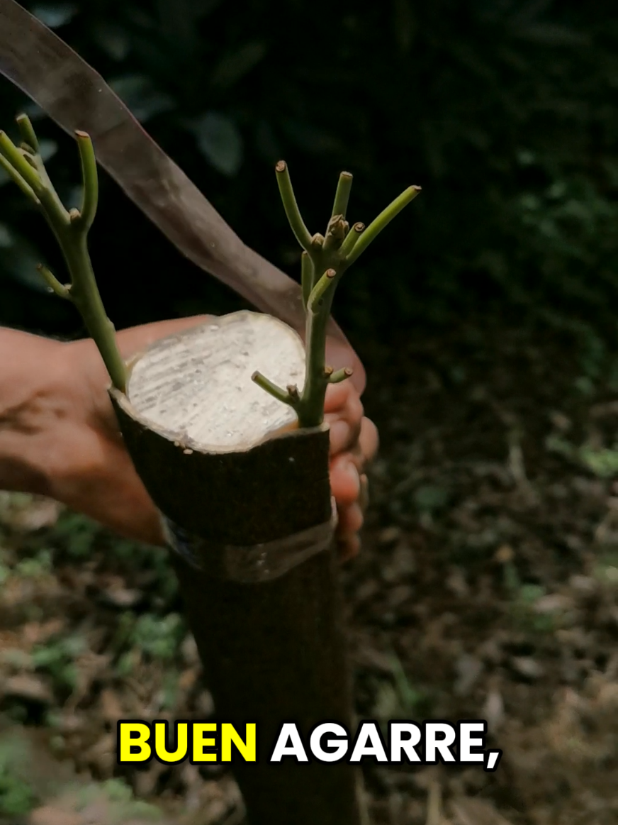 Respuesta a @arturoamatustenorio Que pasa si injertamos en fase de  luna llena 🌕👨‍🌾🥑✅👊#injerto #el_agrónomo_sawyer #viral #aguacate🥑 #criollo 