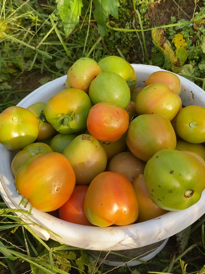Panen Tomat 🍅 #tomat #kebun #minggu 