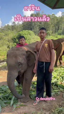 #ช้าง #ช้างไทย #คนรักช้าง🐘💚 #ร่มแดนช้าง 