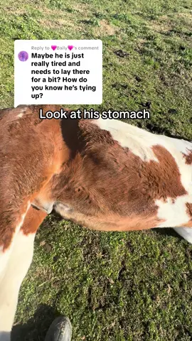 Replying to @🩷Baily🩷 I agree, he is sleep deprived, but when he has muscle spasms you can see it in his flanks. He also won’t get up and looks at his flanks. #horse #prayers #prayersneeded #horselife #sick 