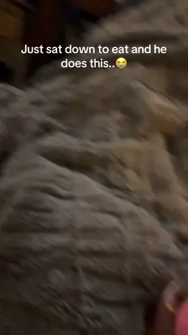 Must play ball at all times. No time for eating I guess #foryou #goldenretriever #dogsoftiktok #fyp #foryoupage @kuppos.golden.world 