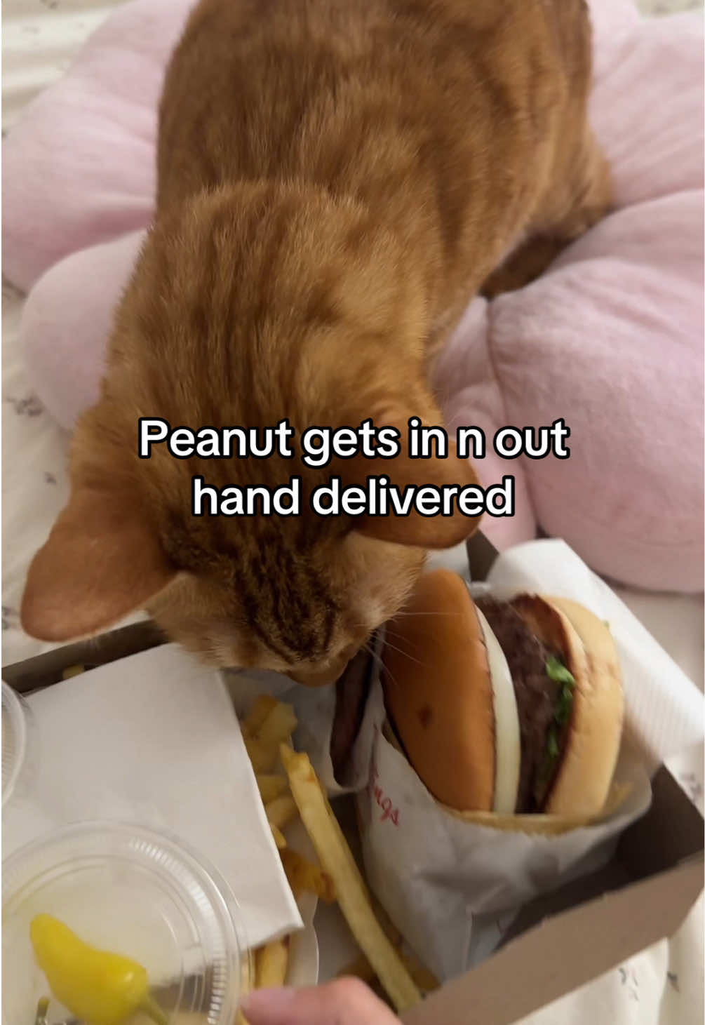 Peanut told me that he just wants to be a mukbanger for Christmas 🐱🎄 #orangecat #innout 