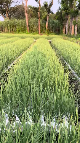 #petanibawangmerah #petanibawangmerahnganjuk #petanibawangmerahindonesia #petanibawangkediri #fyp 