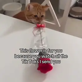 This flower is for you because you watch all the Tik Toks I send you❤️‍🩹 #catlover #catsoftiktok #foryouu 