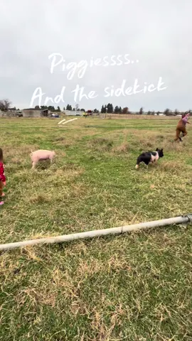 Lake + pigs + tiny 3-year-old follower Daily reminder that Lake’s crew follows better than most humans 😂🐖👧🏼 #LakeTheShowKid #Porkahontas #4HKids #FarmKid #ShowPigLife 
