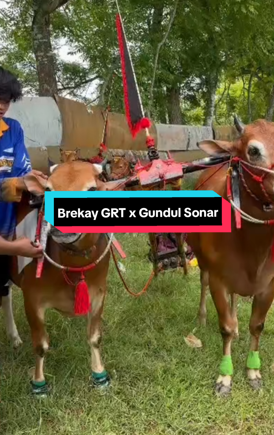 Beekay GRT x Gundul sonar🔥#gagakrimang #sonarmuda #sapikerapamadura @GRT PUSAT @young_har 