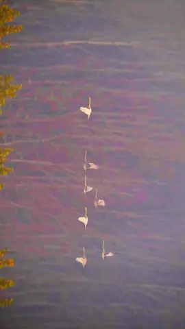 Хэнань өлкесіндегі Санмэньсяда үлкен аққулардың әсем әрі салтанатты түрде оралуы қайтадан байқалды. Олардың көркем ұшып келуі — Қытайдың жабайы табиғатты және қоршаған ортаны қорғауға қосқан маңызды үлесінің айқын дәлелі. В Санмэнься, провинция Хэнань, вновь наблюдали красивое возвращение больших лебедей. Их величественное появление — яркое свидетельство усилий Китая по защите дикой природы и сохранению окружающей среды. #Санмэнься#Хэнань#Аққу#КөшпеліҚұстар#Экология