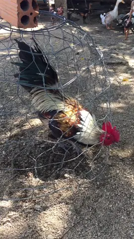 1h30 xem em nó như thế nào nha ae #lenxuhuong 