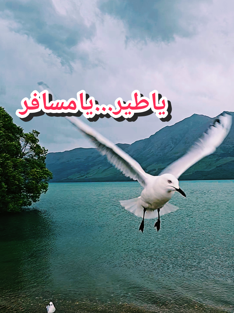 #ياطير_يامسافر_لقمرنا #وائل_جسار #ياطير #تصويري📷 #حبيبي 