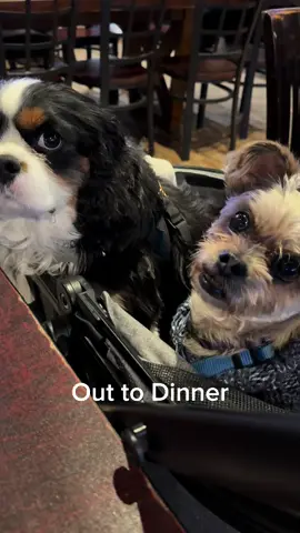 Took the Puppies for a field trip and out to dinner #dogmom #doglife #smalldogproblems