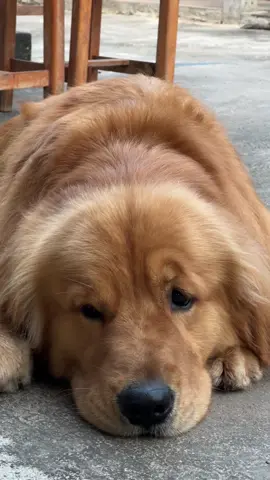 #หมูตุ๋นหนุ่มบ้านนา   #mhootoonnumbanna #glode_nretriever #dogsocute  #หมูตุ๋นหนุ่มชัยภูมิ