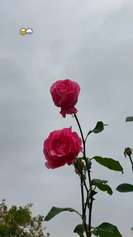 🌧️🥹…#fypシ #viral #tiktok #foryou #selwa🦋 