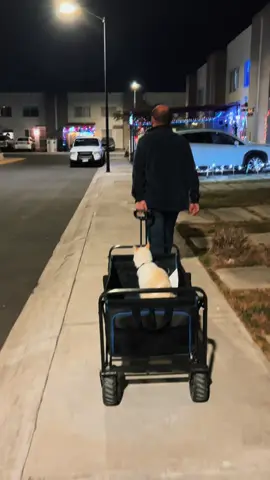 Paseo nocturno #cat #catsoftiktok #catlover 