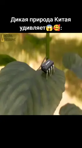 Личный ТеГеКа: Energostan Спойлер хочу розыгрыш скинов провести недорогих для КС 2 На 155 подписчиков ТГК