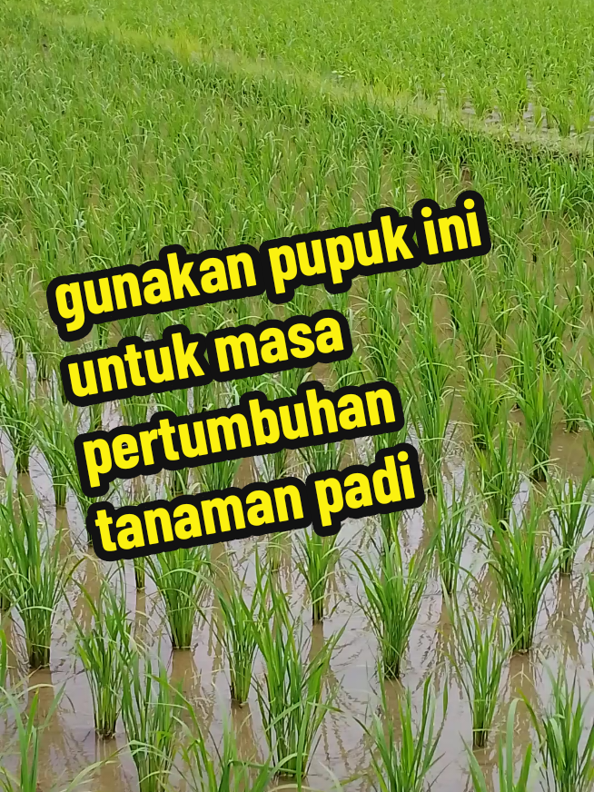 #pyp #pupukorganik 