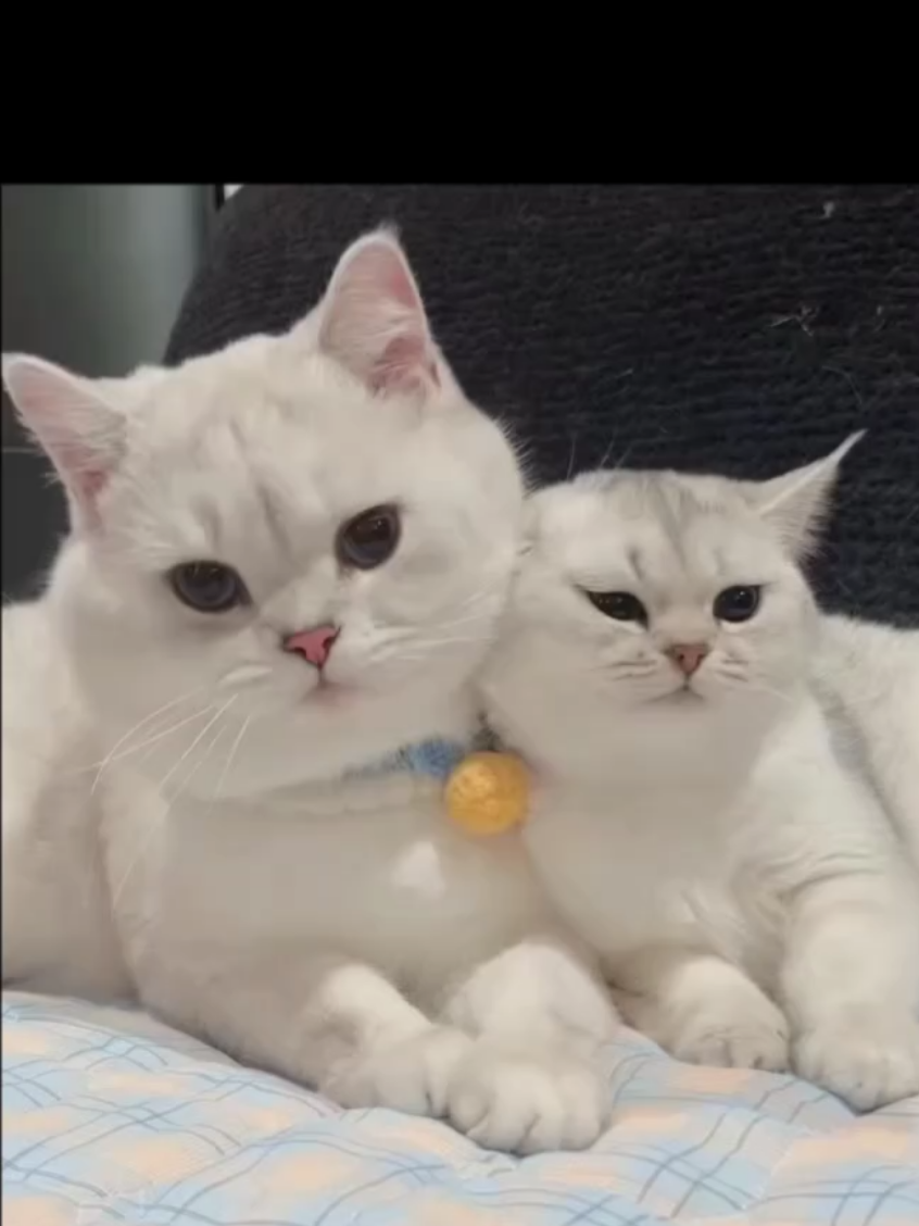 الام لا تعوض مهما كان💝💞💕أجمل مشهد أمومة في عالم القطط! 🥺❤️