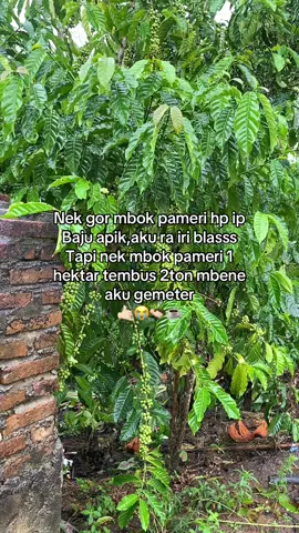 Sepele🤙🏻 #petanimuda #tanikopilampung #fyp 