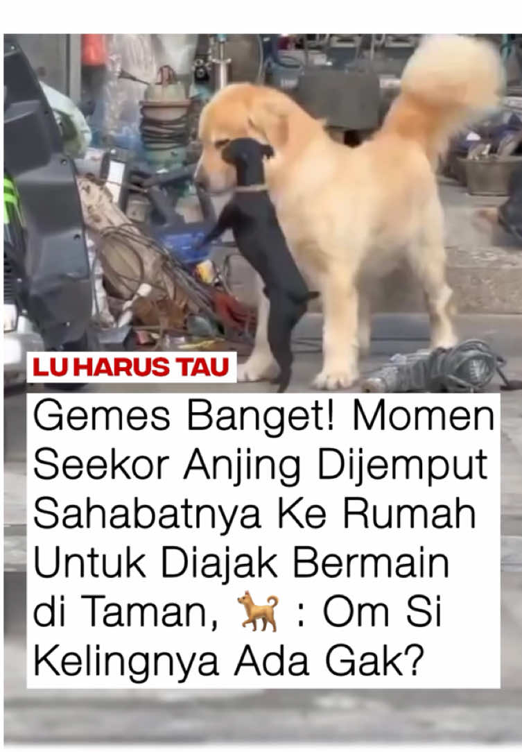 SOPAN BANGET DIA GAK NEROBOS MASUK KE RUMAH, GAK KEK TEMEN GUA 🗿 #anjing #anjinglucu #anabul #sahabat #viral 
