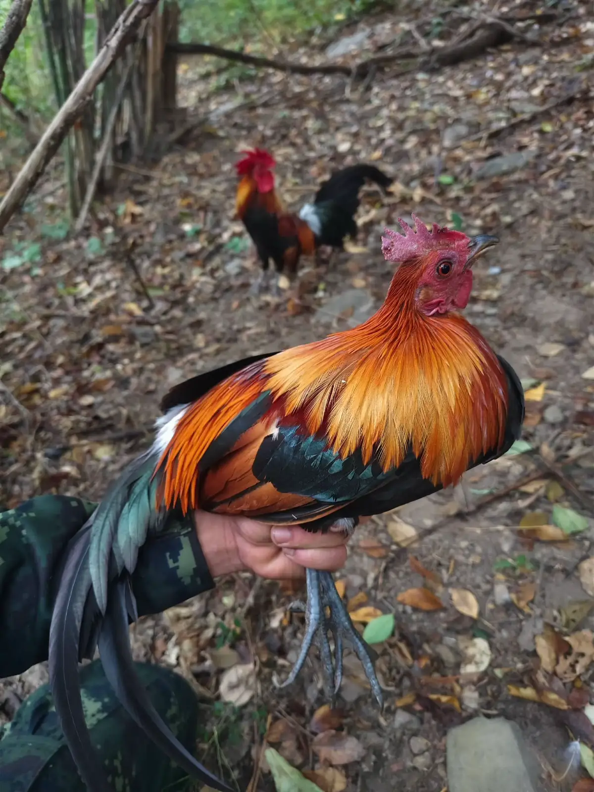 #xuhuong #viraltiktok #garung #garungmienbac #tiktok 