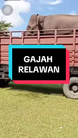 Gajah Relawan, mereka yang dikatakan “hama” datang membantu disaat gaada akses buat alat berat untuk masuk, sehat” yaa kalian semua 😇🤗 #gajah #gajahrelawan #azizabumidok #gajahnonik 
