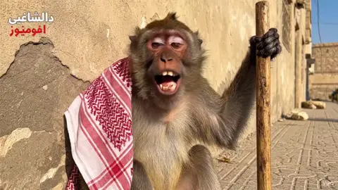 صدگ چذب اهل السماوة  🤣🤣🤣#هههههههههههههههههههههههههههههههههههههه #الشعب_الصيني_ماله_حل😂😂 #الذكاء_الاصطناعي #السماوه #العراق 