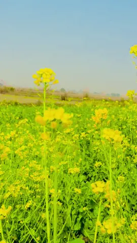 سوہنا شکرگڑھ سوہنا دیس پنجاب #شکرگڑھ_ساڈا_شہر #اپنا_پنڈ_بنیال #saboorjafri #villagelife #shakargarh 