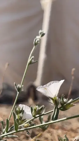 #تصويري_اكسبلور 🍂🍃