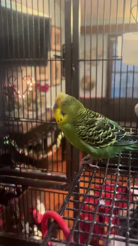 Stay w/ it and you’ll see why Bitey Mouse did this for her BF of 3 years: Ditsy Boy! (He’s molting) #molting #budgies #sweetanimals #bathtime #lovebirds